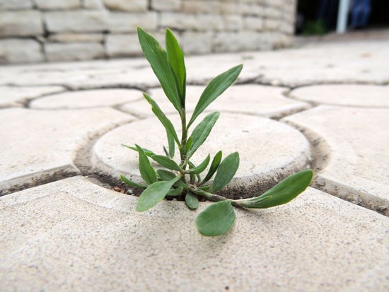 "Все смертям назло". "Все смертям назло".