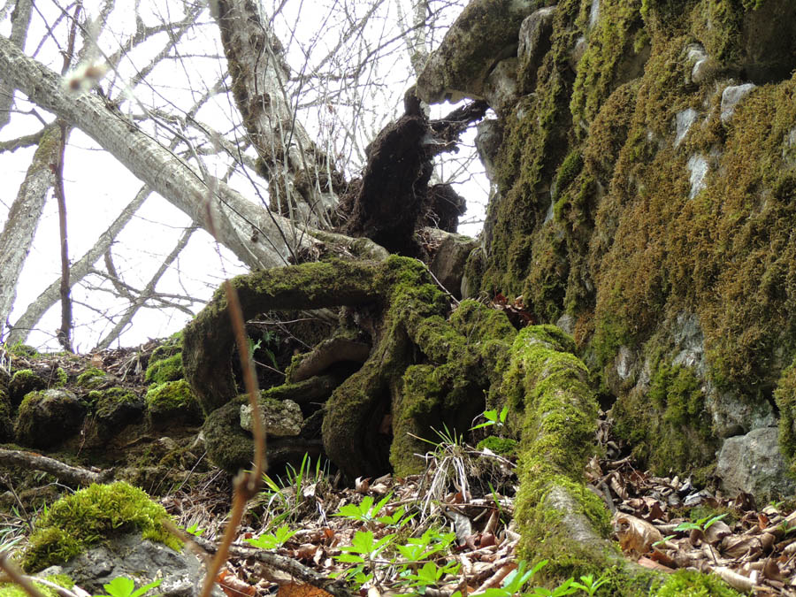 Корень горного бука, как удав разлёгся на разрушенной монастырской стене. Корень горного бука, как удав разлёгся на разрушенной монастырской стене.