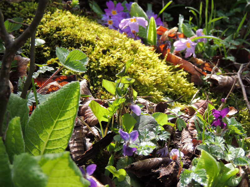 Цветы в весеннем лесу. Цветы в весеннем лесу.