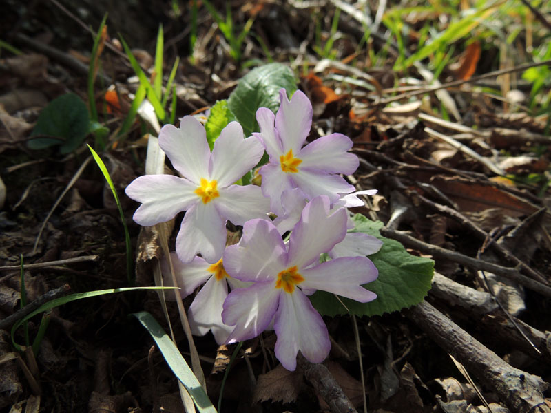 Цветы в весеннем лесу. Цветы в весеннем лесу.