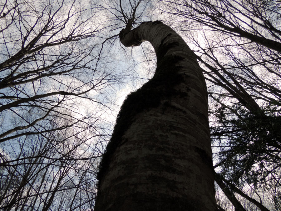 Дерево с характером... Дерево с характером...