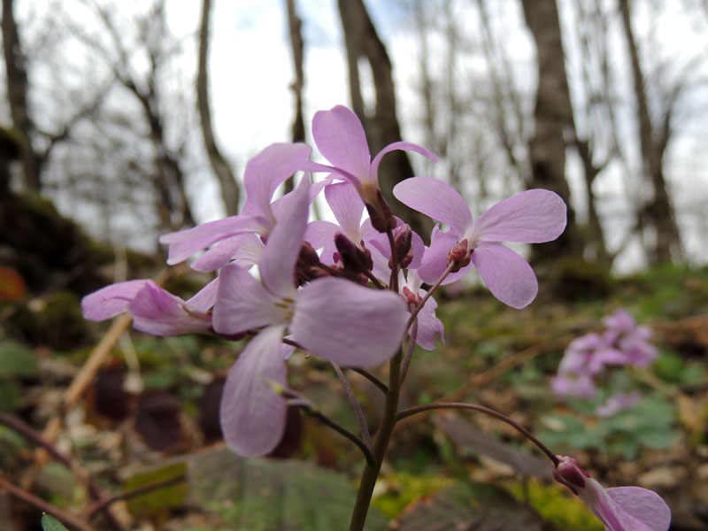 Цветы в весеннем лесу. Цветы в весеннем лесу.