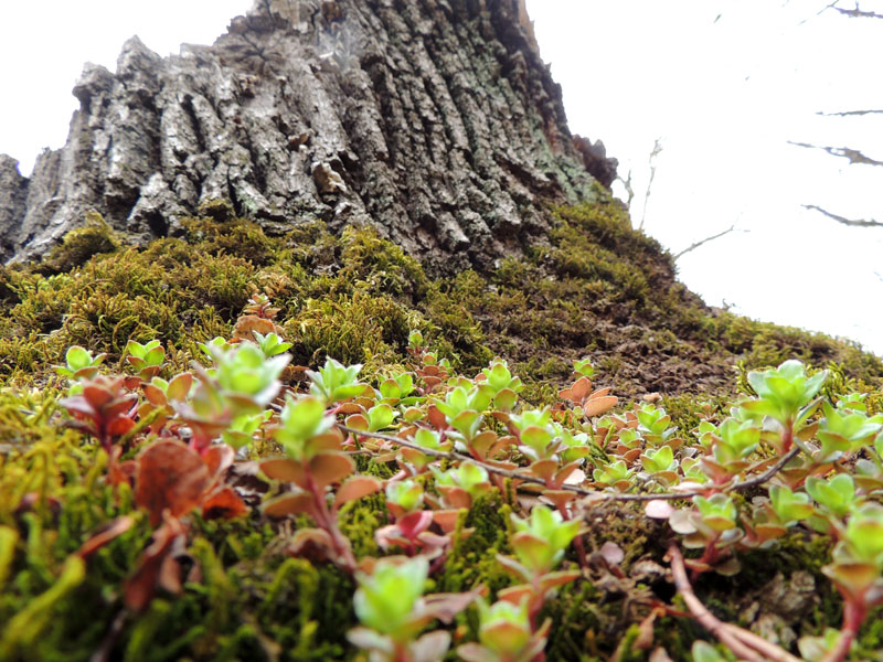 Мох медленно, но уверенно взбирается на пень. Мох медленно, но уверенно взбирается на пень.