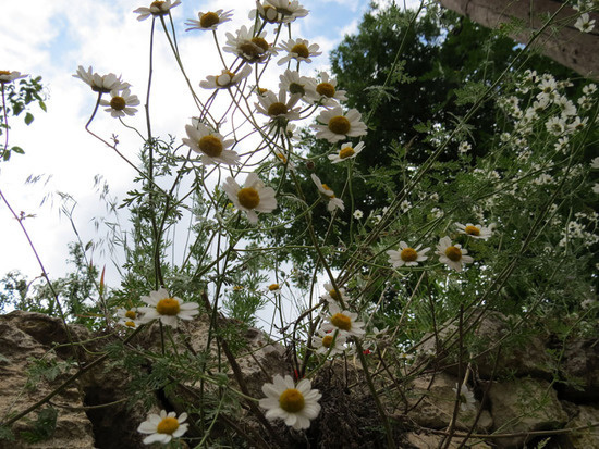 Ромашки в расщелинах камней. Летние фотозарисовки. Ромашки в расщелинах камней. Летние фотозарисовки.