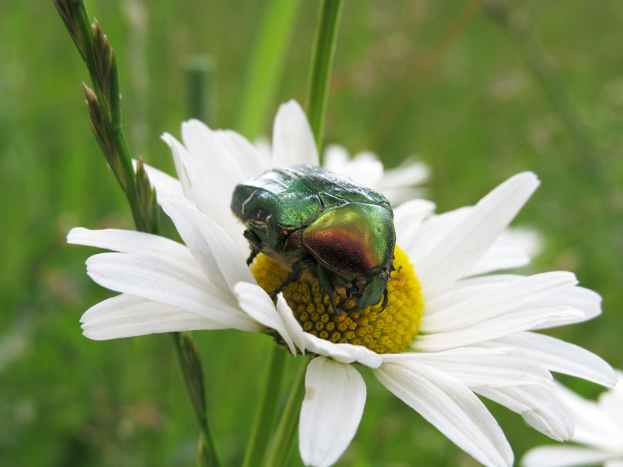 Жук и Ромашка. Летние фотозарисовки.