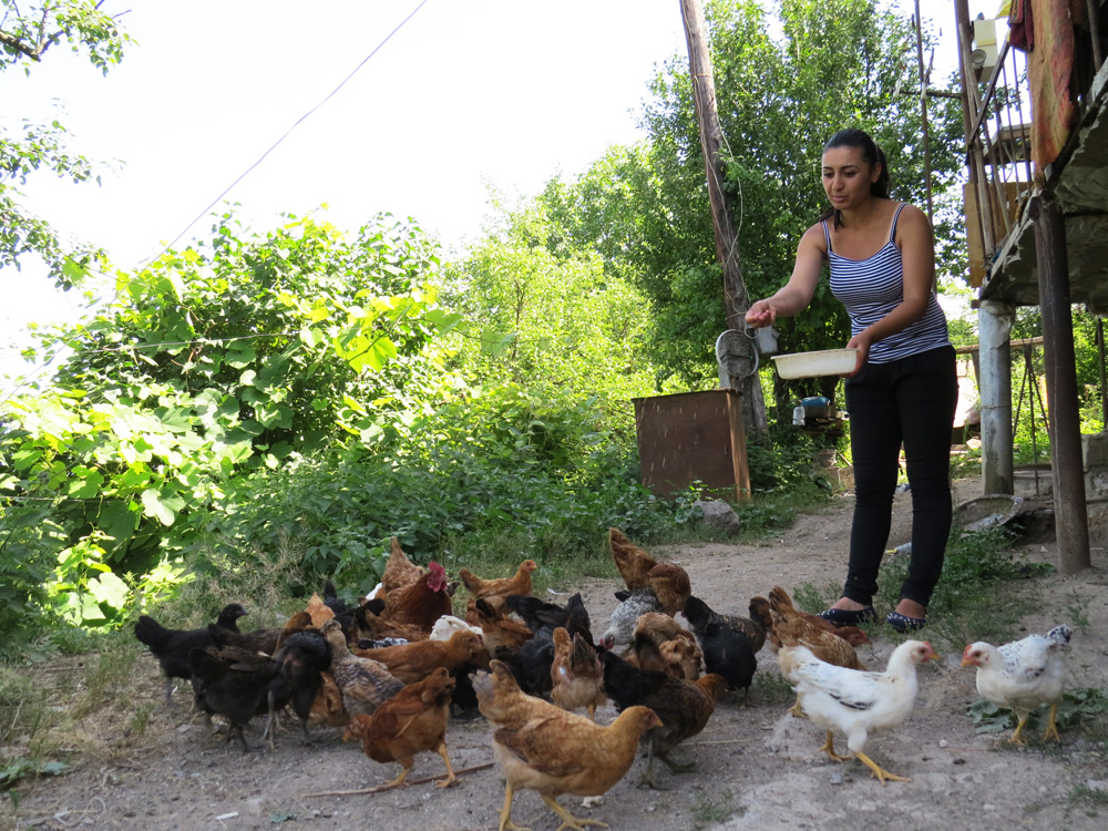 Услышав голос Вики, куры и цыплята ринулись к ней.