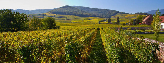 Виноградники земли Эльзас. Виноградники земли Эльзас.