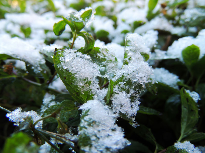 Икринки снега на листях мяты.