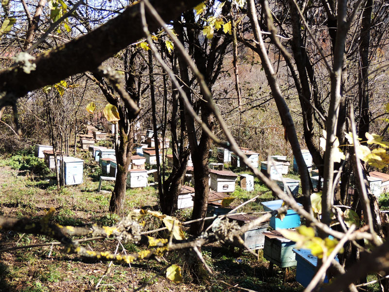  Почти в каждом дворе есть улья.