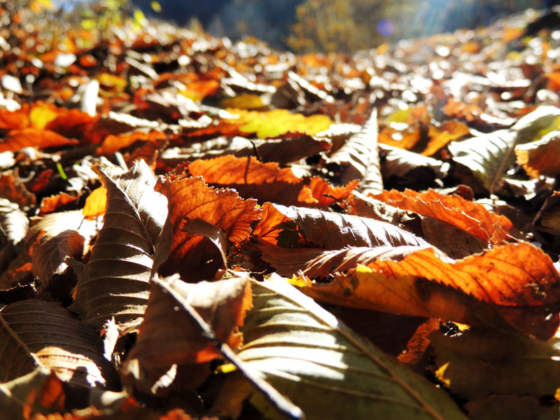 Ковёр из опавших листьев.