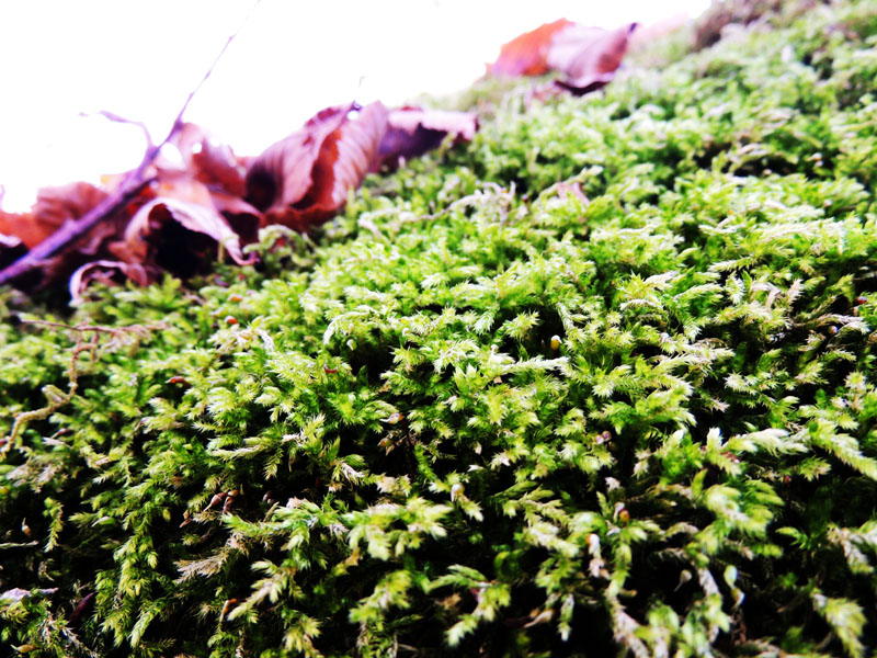  Мох и бордовые листья на нём.