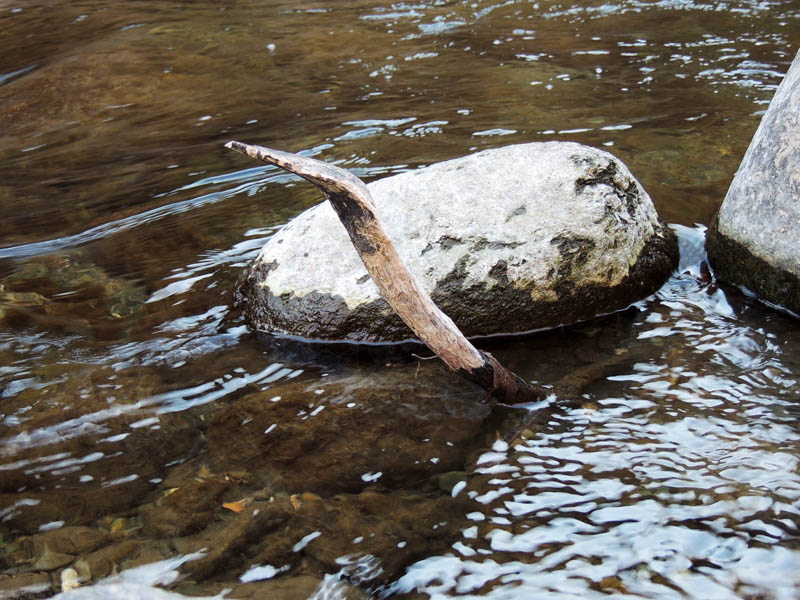 Издали показалось, что это змея выходит из воды...