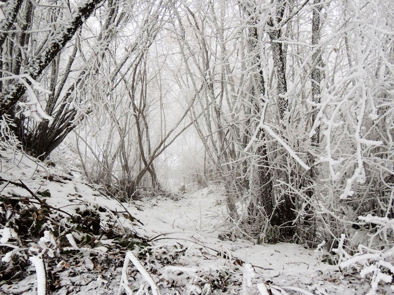 Фото 3. Обычная фотосьёмка (макро). Фото 3. Обычная фотосьёмка (макро).