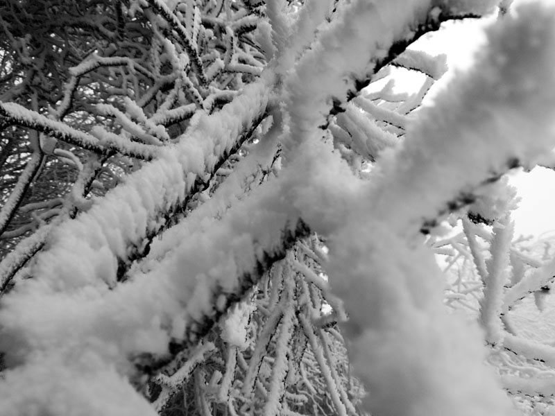 Фото 19. Макросъёмка. Фото 19. Макросъёмка.