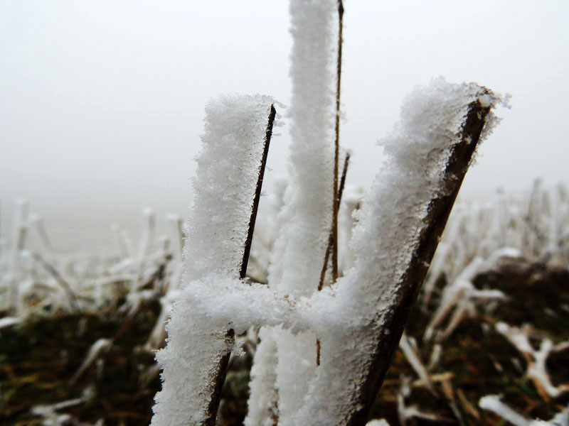 Фото 27. Макросъёмка. Фото 27. Макросъёмка.