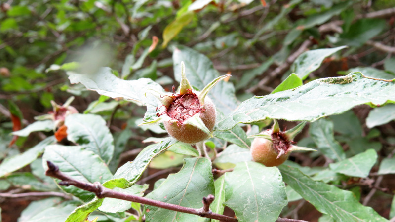 Ущелье Унот 25. Ущелье Унот 25.