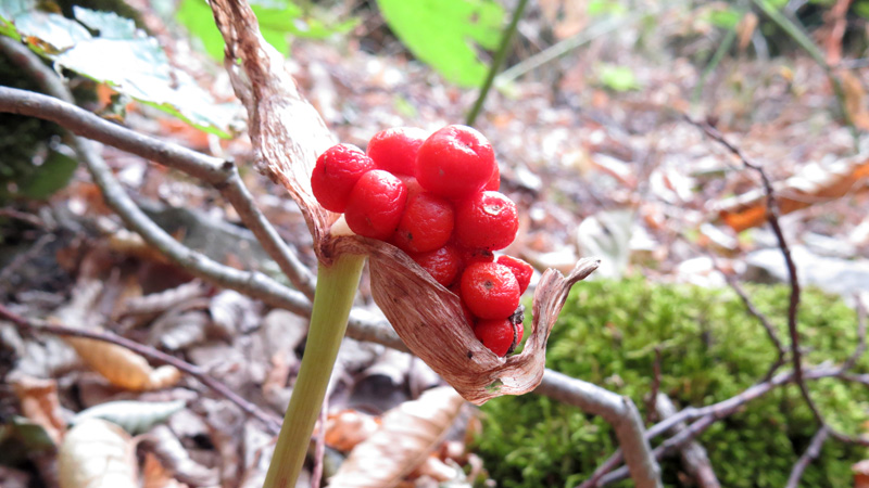 Ущелье Унот 28. Ущелье Унот 28.