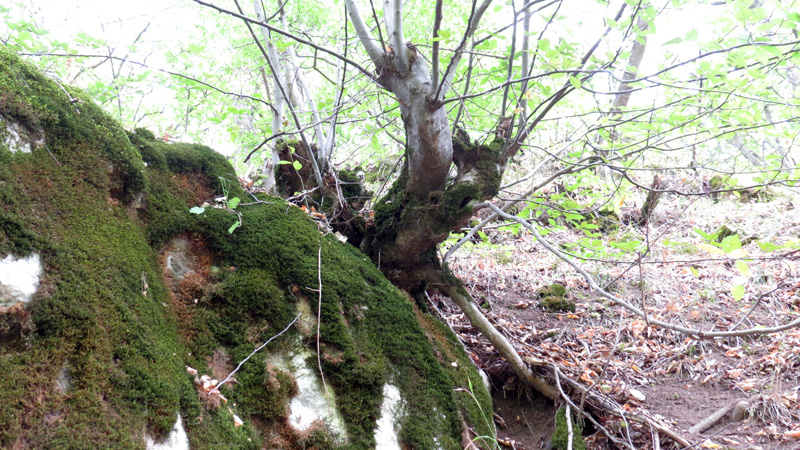 Ущелье Унот 29. Ущелье Унот 29.