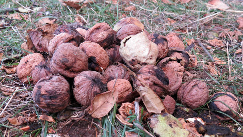  Собранные нами в кучу грецкие орехи.