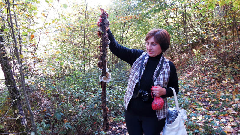  Сухая ветка с проросшими на ней грибами.