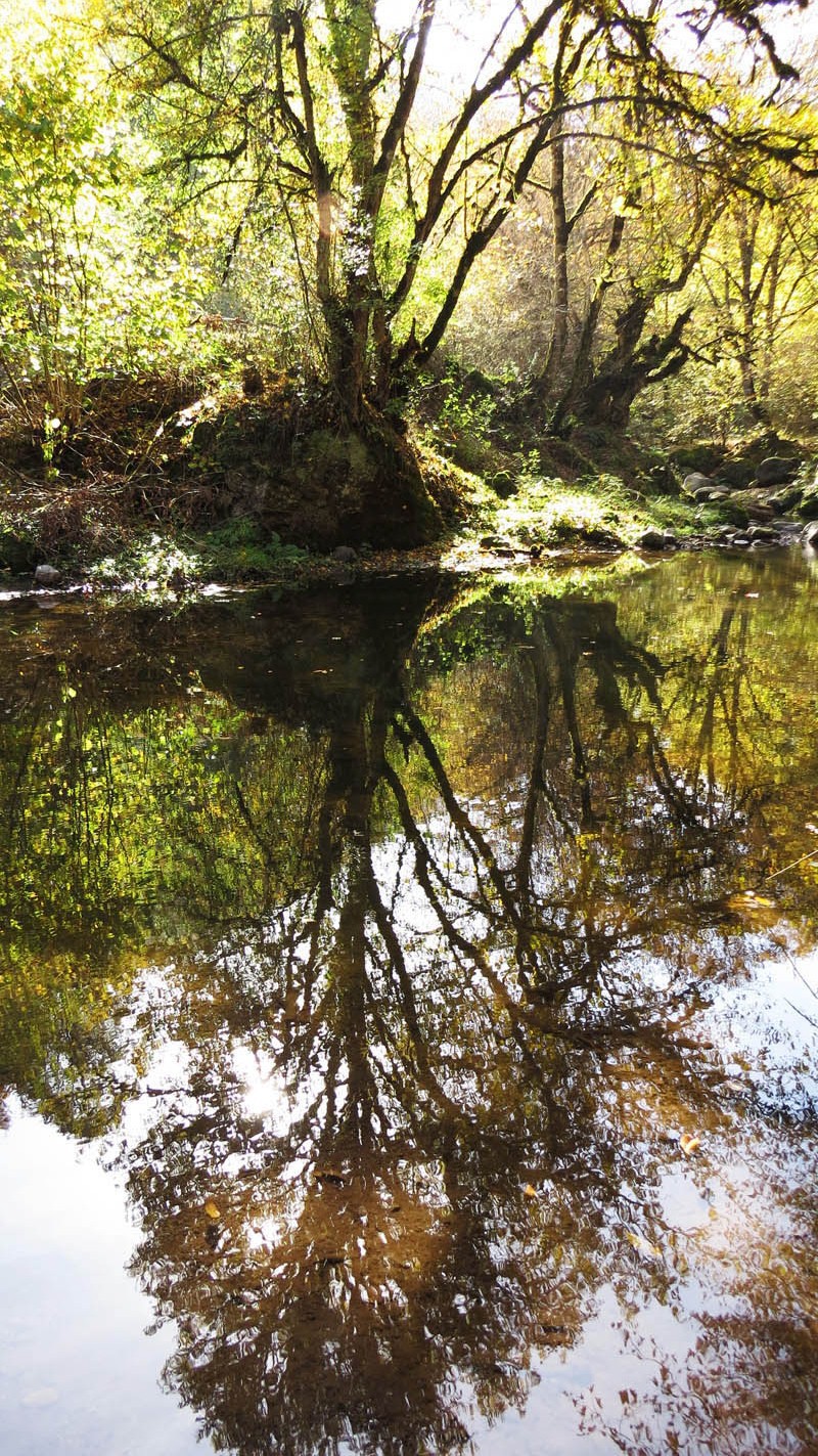 Отражение дерева. Фотография перевёрнута на 180 градусов.