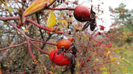 Сюжет 1. Сюжет 1.