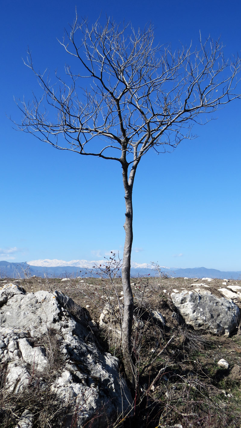  Деревце. Небо красиво меняет цвет - смотрите снизу вверх или наоборот...