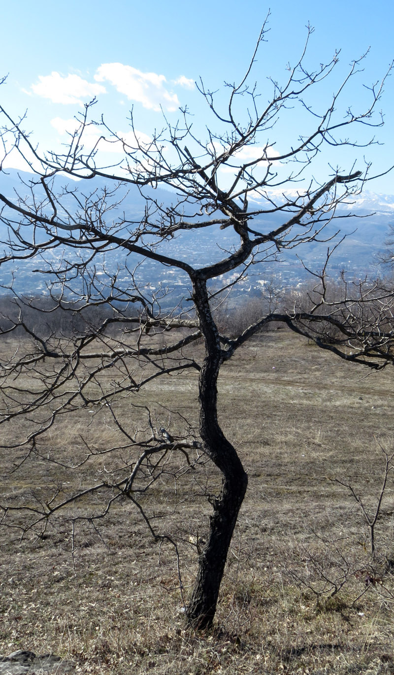 Хотя и не стройное, но красивое дерево.