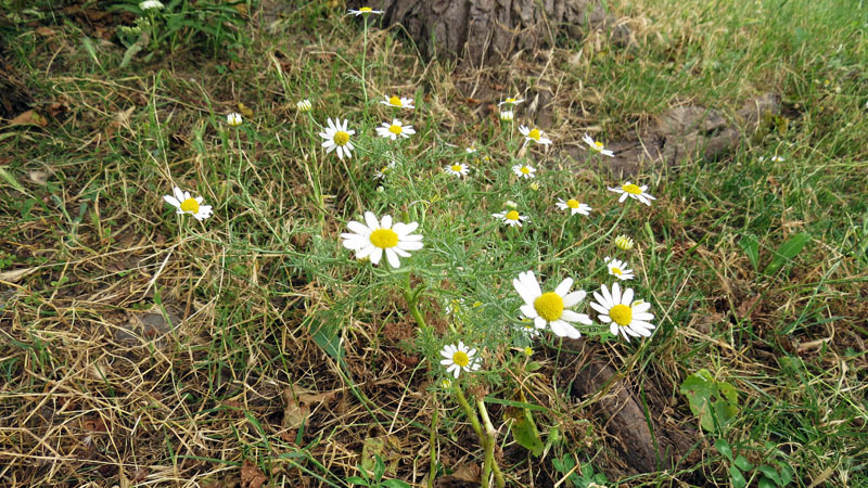 Айгестанские летние фотозарисовки - 8. 
