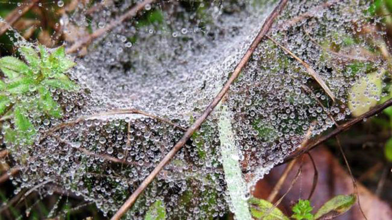 Паутина - 3. Паутина - 3.