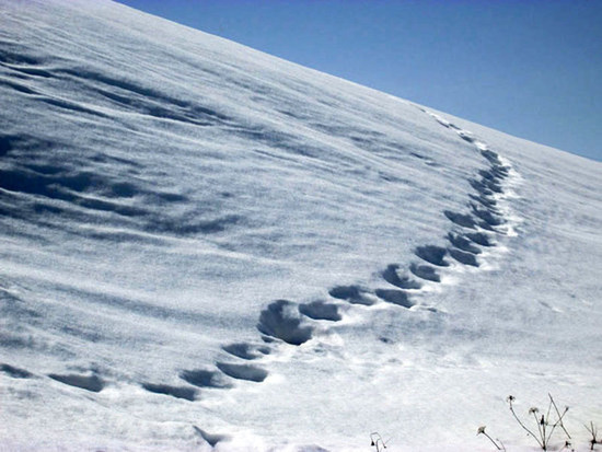 Следы... Следы...