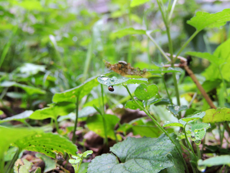 Осенняя роса - 12. Осенняя роса - 12.