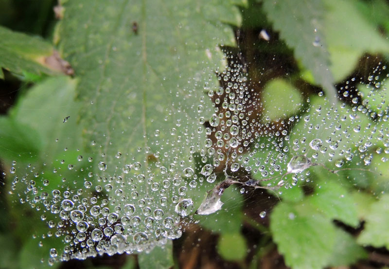 Осенняя роса - 13. Осенняя роса - 13.