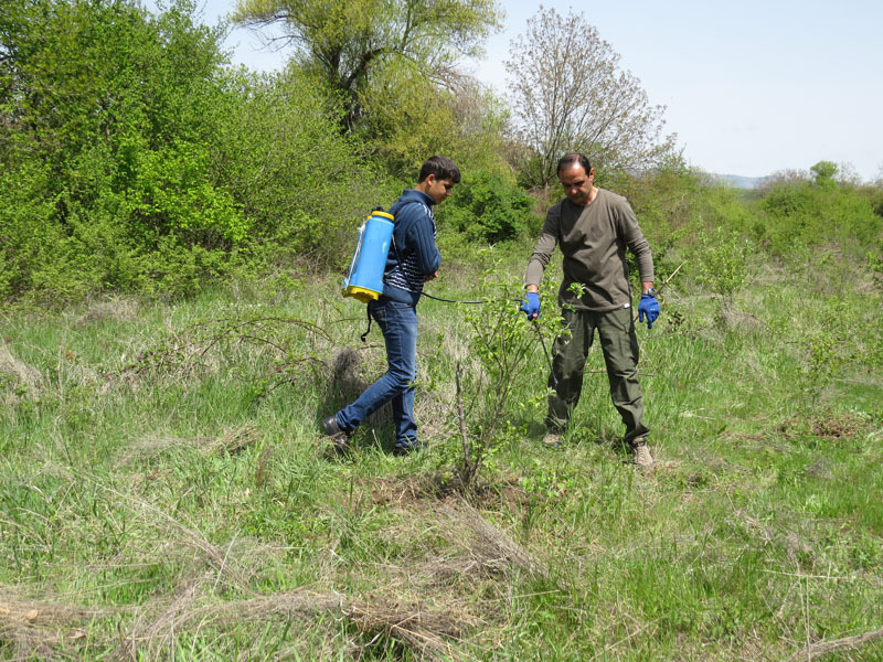 Арам Маилян распрыскивает анти сорняковое средство